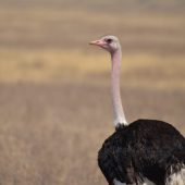  Ngorongoro Crater, TZ